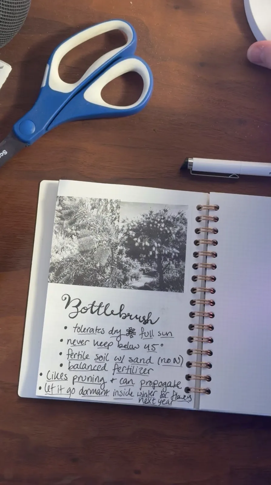 Plant journal page with a printed bottlebrush photo